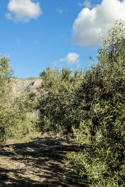 Красочная Оливковая Плантация Деревне Бенимантелл Аликанте Испания — стоковое фото