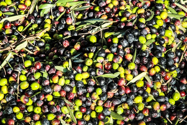 Sklizené Olivy Plantáži Benimantell Podzim Alicante Španělsko — Stock fotografie