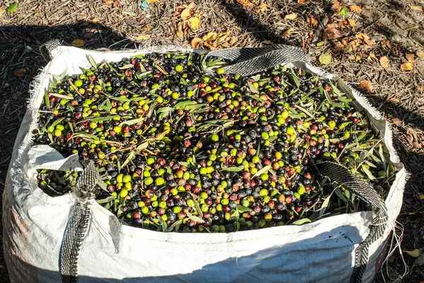 Sonbaharda Benimantell çiftliğinde zeytin topladım. Alicante, İspanya.