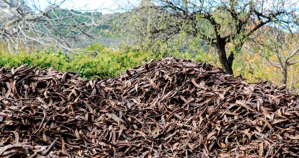 Carob Fazole Sušení Slunci Pro Další Zpracování Španělsku — Stock fotografie