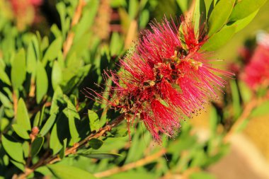 Bahçede çiçek açan güzel Callistemon bitkisi