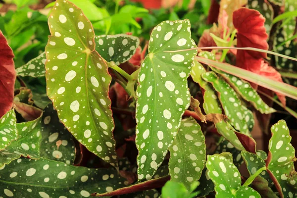 Vackra Begonia Maculata Polka Dot Begonia Trädgården — Stockfoto