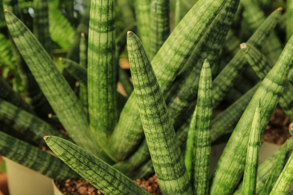庭の美しいサンセベリア シリンダ植物 — ストック写真
