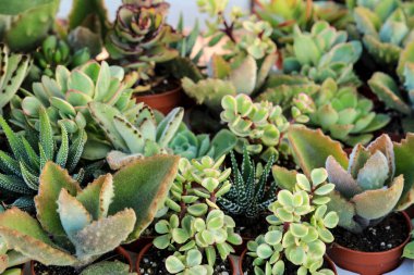 Bahçedeki farklı kaktüsler ve sulu tencereler.