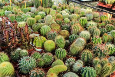Bir dükkanda satılık farklı kaktüsler var.