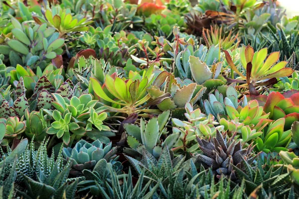 Macetas Diferentes Tipos Cactus Suculentas Jardín — Foto de Stock