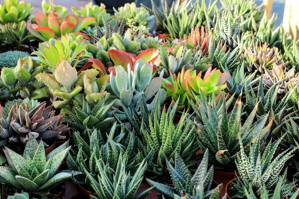 Macetas Diferentes Tipos Cactus Suculentas Jardín — Foto de Stock