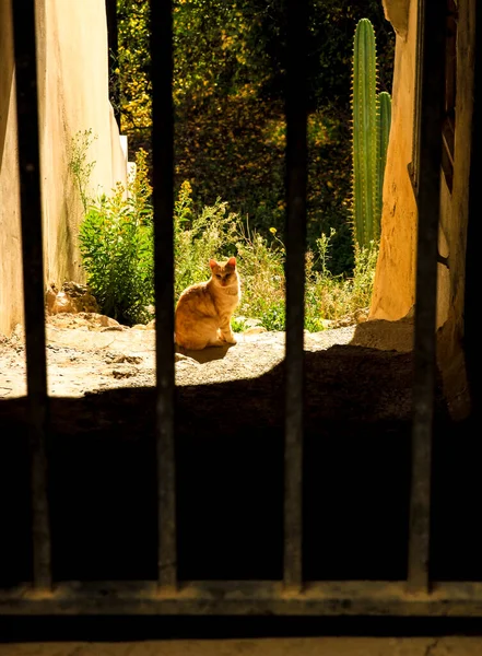 在西班牙的一个冬天 猫在阳光下休息 — 图库照片