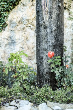 İspanya 'daki bahçede güzel kırmızı bir gül