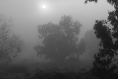 İspanya 'da sabah sisle kaplı güzel ve karanlık okaliptüs ormanı