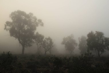 İspanya 'da sabah sisle kaplı güzel ve karanlık okaliptüs ormanı