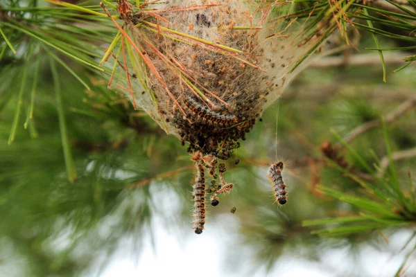 Processsionary Worms Nest Pine Tree Spain — Stockfoto