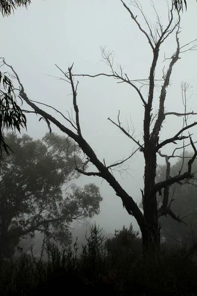 Красивый Темный Эвкалиптовый Лес Покрытый Туманом Утром Испании — стоковое фото