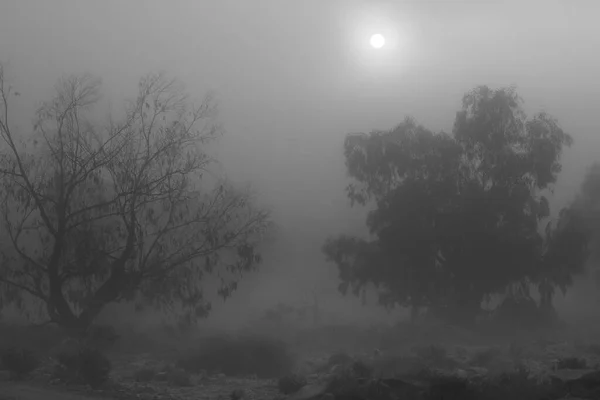 Krásný Tmavý Eukalyptový Les Pokrytý Ráno Mlhou Španělsku — Stock fotografie