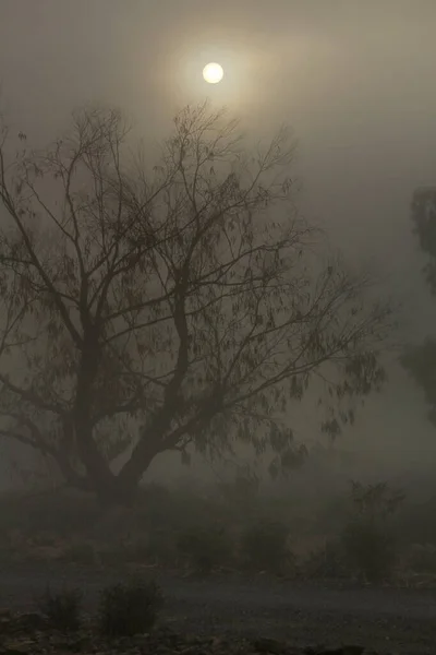 Hermoso Oscuro Bosque Eucaliptos Cubierto Niebla Por Mañana España —  Fotos de Stock