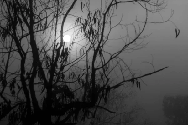 Όμορφο Και Σκοτεινό Δάσος Ευκάλυπτος Καλύπτεται Από Ομίχλη Πρωί Στην — Φωτογραφία Αρχείου
