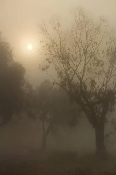 Prachtig Donker Eucalyptus Bos Bedekt Met Mist Ochtend Spanje — Stockfoto