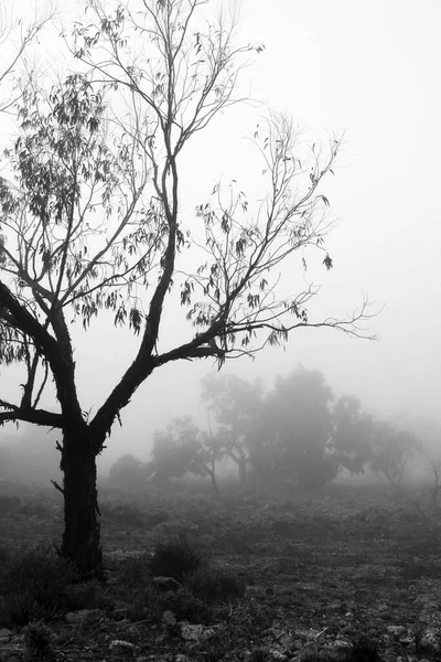 Όμορφο Και Σκοτεινό Δάσος Ευκάλυπτος Καλύπτεται Από Ομίχλη Πρωί Στην — Φωτογραφία Αρχείου