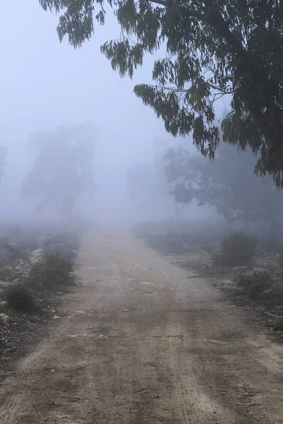 Bella Buia Foresta Eucalipto Ricoperta Nebbia Mattino Spagna — Foto Stock