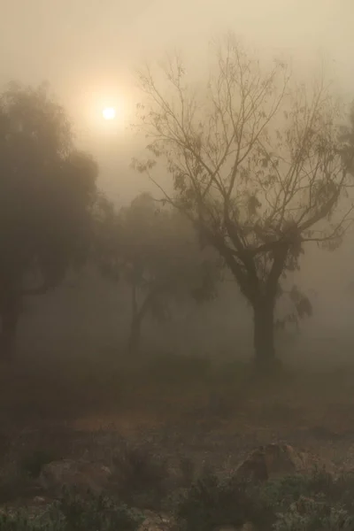 Beautiful Dark Eucalyptus Forest Covered Fog Morning Spain Royalty Free Stock Photos
