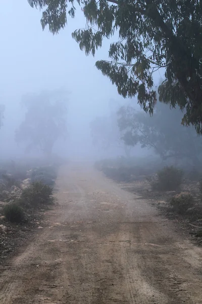 Bella Buia Foresta Eucalipto Ricoperta Nebbia Mattino Spagna — Foto Stock