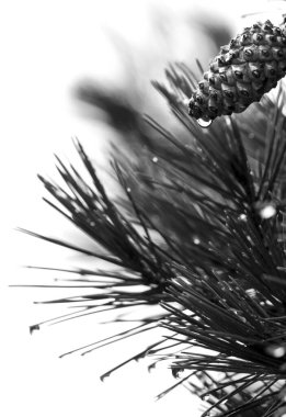 Pine cone of Pinus Halepensis with raindrop in the mountain
