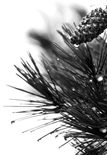 Pine Cone Pinus Halepensis Raindrop Mountain — Fotografia de Stock