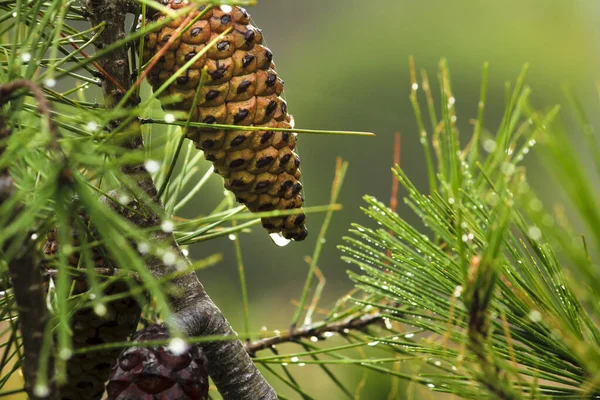 Pine Cones Pinus Halepensis Raindrop Mountain — Stockfoto