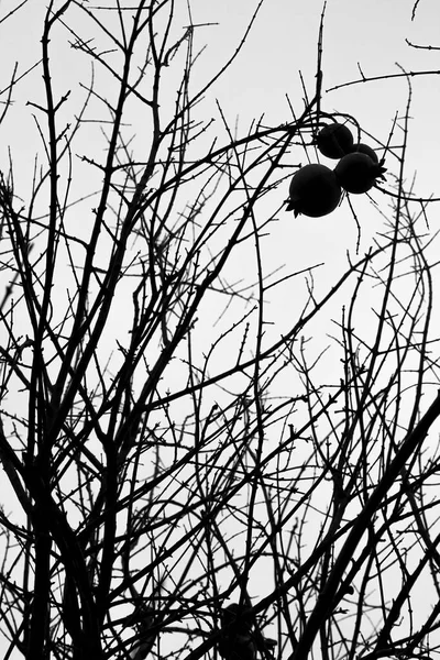 Dried Pomegranate Branches Hanging Fruit Monochrome Picture — Stock Photo, Image