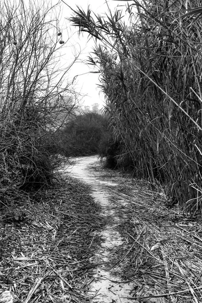 Path Reed Fields Mountains Spain — Fotografia de Stock