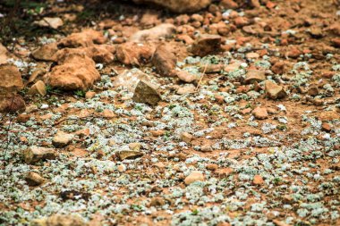İspanya 'da dağdaki toprakta renkli liken