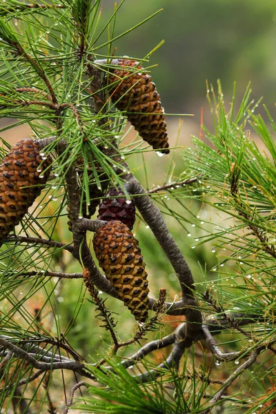 Pine Cone Pinus Halepensis Raindrop Mountain — Stockfoto