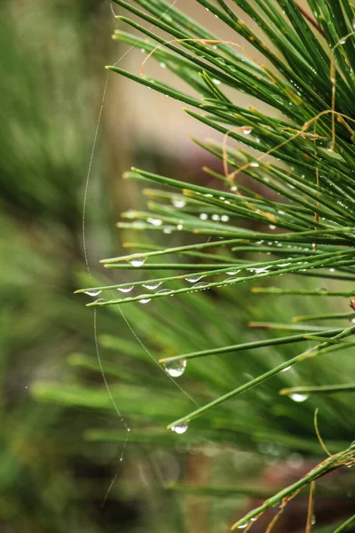 Pine Needles Cobwebs Dew Drops Morning Spain — 스톡 사진