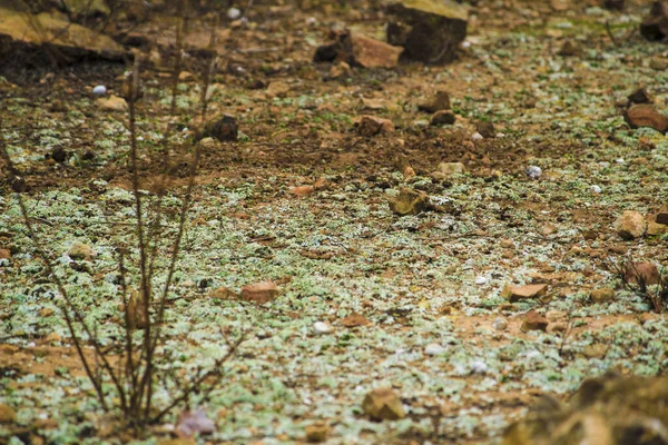 Barevný Lišejník Horské Půdě Španělsku — Stock fotografie