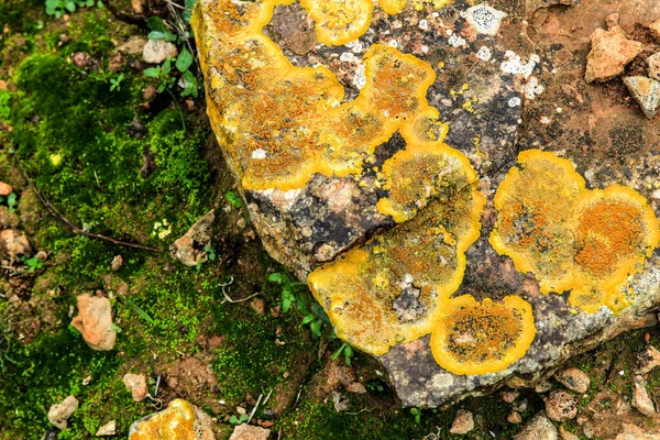 Colorful Lichen Moss Soil Stones Mountain Spain — Stockfoto