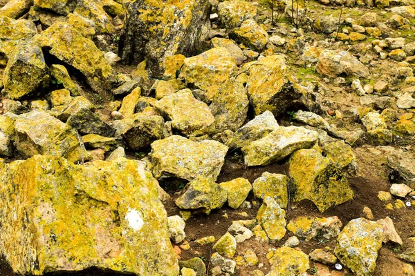 Colorful Lichen Moss Soil Stones Mountain Spain — Stok fotoğraf