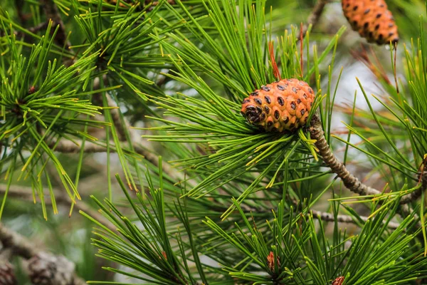 Pine Cones Pinus Halepensis Mountain Spain — Stockfoto