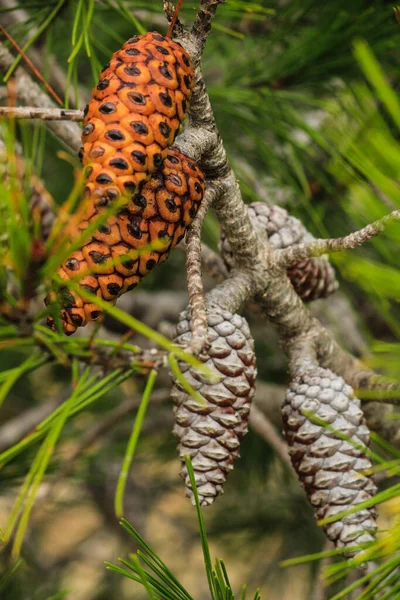 Pine Cones Pinus Halepensis Mountain Spain — Zdjęcie stockowe