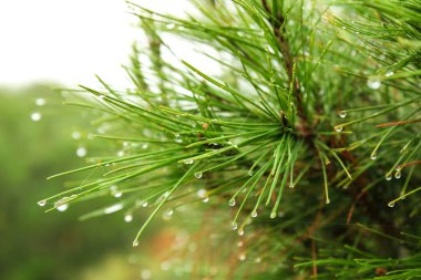 Pine needles with cobwebs and dew drops in the morning in Spain.