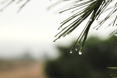 Pine needles with cobwebs and dew drops in the morning in Spain.