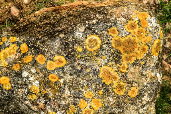 Colorful Lichen Moss Soil Stones Mountain Spain —  Fotos de Stock