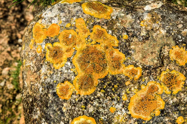 Colorful Lichen Moss Soil Stones Mountain Spain —  Fotos de Stock