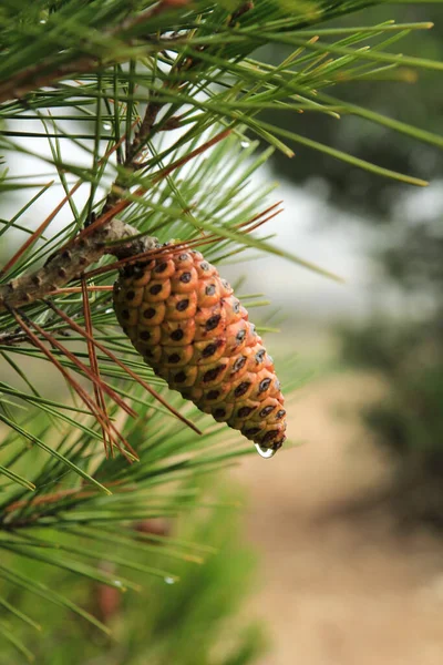 Pine Cone Pinus Halepensis Raindrop Mountain — Zdjęcie stockowe