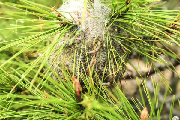 Processsionary Caterpillars Nest Pine Tree Spring — Zdjęcie stockowe