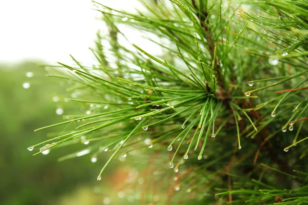 Pine Needles Cobwebs Dew Drops Morning Spain — Stockfoto