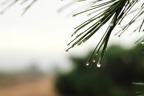 Pine Needles Cobwebs Dew Drops Morning Spain — Stockfoto