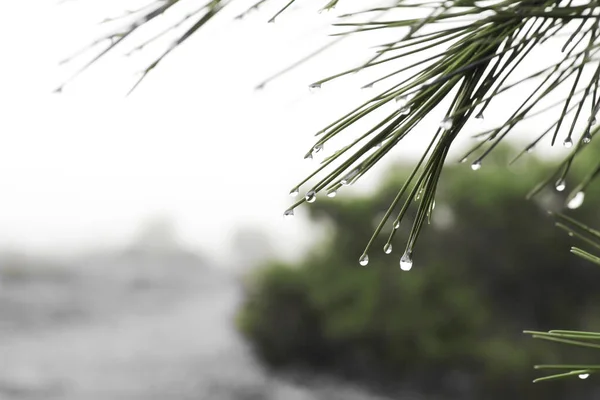 Pine Needles Cobwebs Dew Drops Morning Spain — Stockfoto