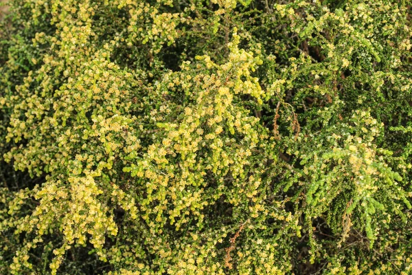 Thymelaea Hirsuta Plante Méditerranéenne Dans Montagne Espagne — Photo