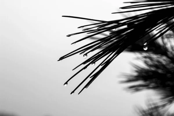 Borovicové Jehly Pavučinami Kapkami Rosy Ráno Španělsku Černobílý Obrázek — Stock fotografie