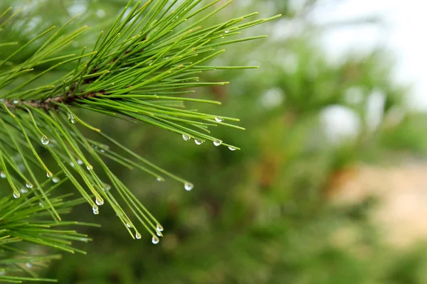 Pine Needles Cobwebs Dew Drops Morning Spain — Stockfoto